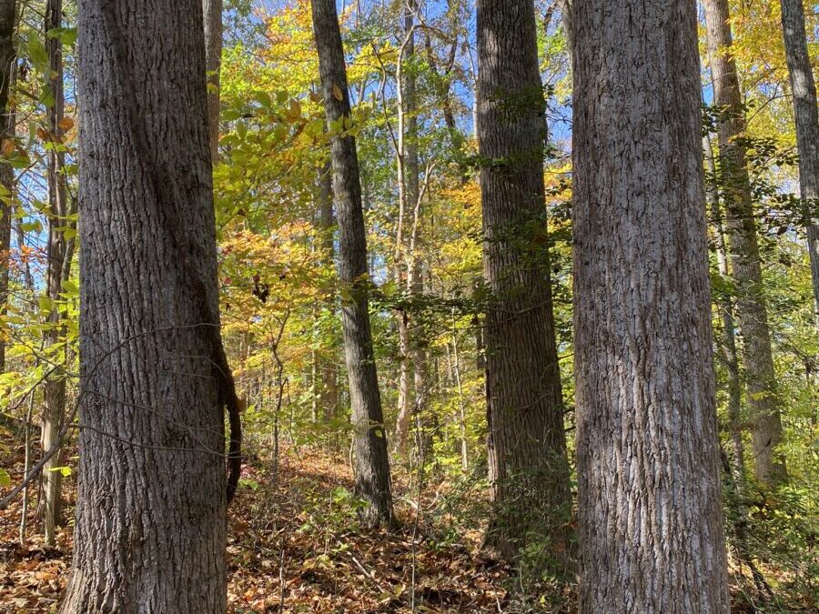 Timber Stand • Walnut • Poplar • Oak